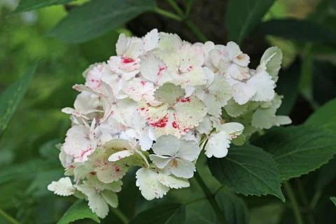 White mophead Hydrangea flowers in close up Stock Photos