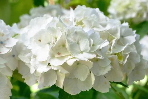 White Mophead Hydrangea Macrophylla flowers Stock Photos