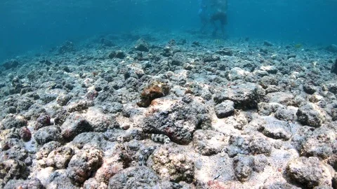 White Moray Eel feeds under a rock then turns to slither toward camera 4K 스톡 동영상 98433224