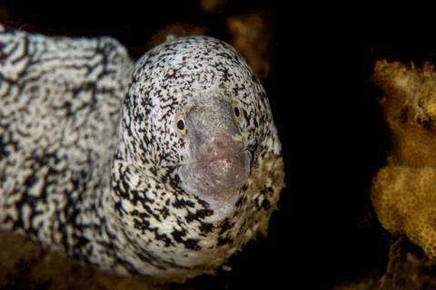 White Moray eel Foto stock