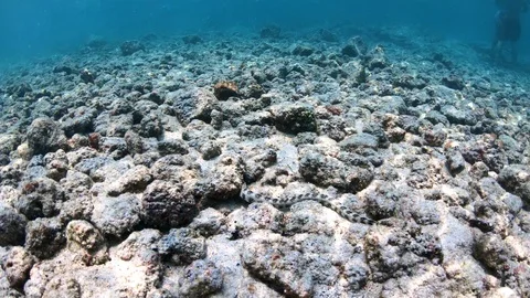 White Moray Eel slithers under a rock on the ocean floor, slow motion 4K Video stock 98433127