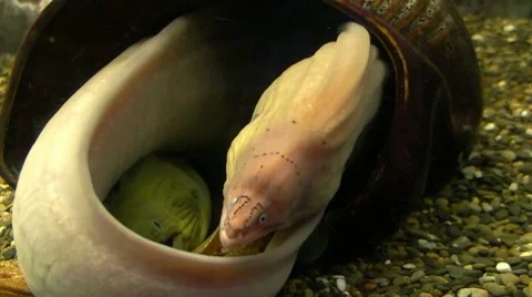 White Moray Stock Footage 8601411