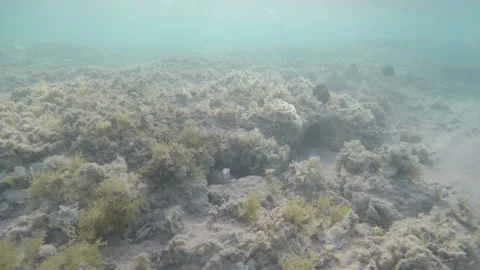 White moray Video stock 85798515