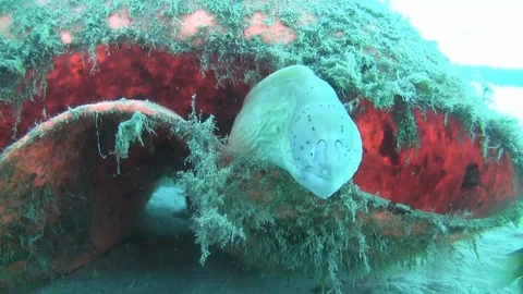 White moray - peppered moray - siderea grisea Stock Footage 77430593