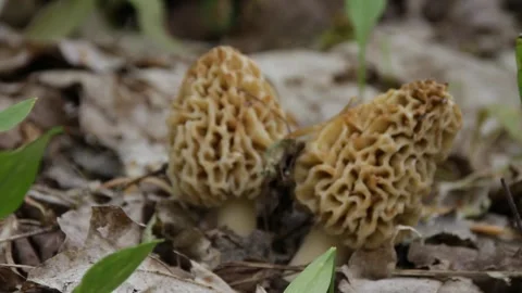White Morels Stock Footage 154333278