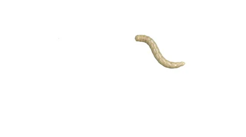 White Morio worm Stock-Footage 51840784