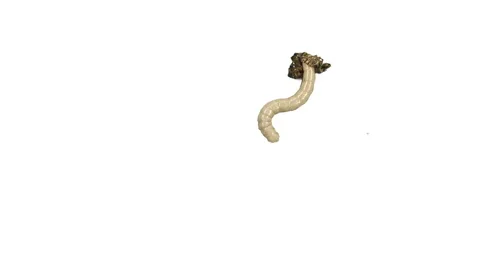 White Morio worm Video stock 51840798