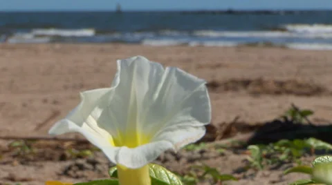 White Morning Glory on Beach Stock Footage 33128799