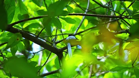 White Morph Asian Paradise Flycatcher (Terpsiphone paradisi) Bird Sitting In A Vídeo Stock 334480086