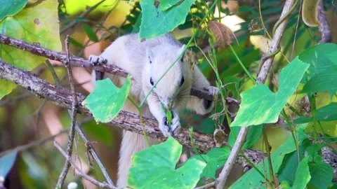White morph of Callosciurus finlaysonii Vídeos de archivo 335278337