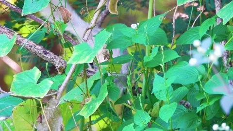 White morph of Callosciurus finlaysonii Stock Footage 335278506