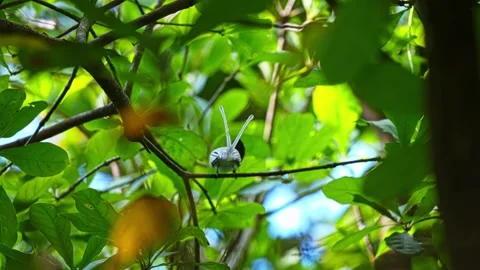 White-morph With Long Ribbon-like Tail Feathers - Asian Paradise Flycatcher Vídeo Stock 334478931