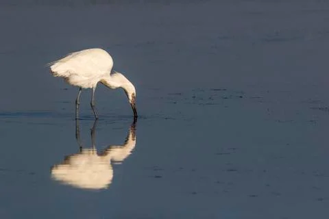 White morph Reddish Egret wading in shallow water searching for food Stock Photos