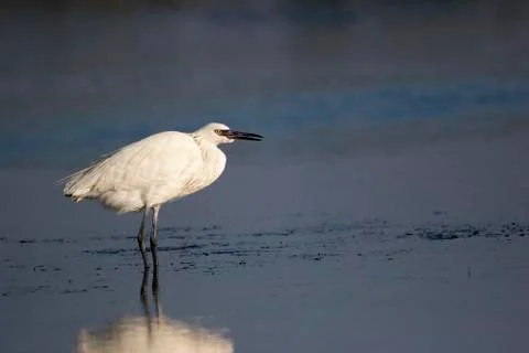 White morph Reddish Egret wading in shallow water searching for food. Stock Photos