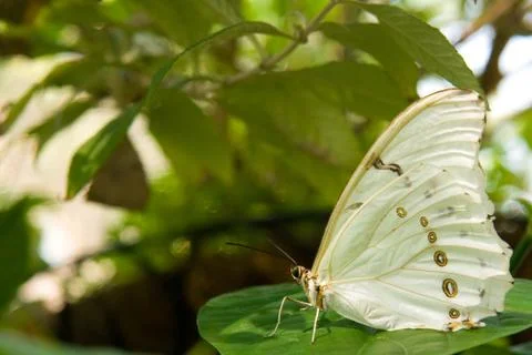 White morpho butterfly Foto stock