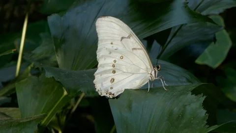 White Morpho polyphemus butterfly sitting on leaf Stock Footage 98011712