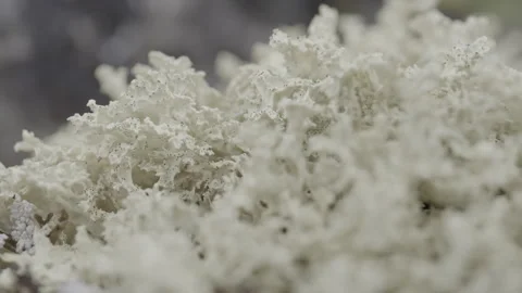 White Moss at Disko Island Stock Footage 292941693