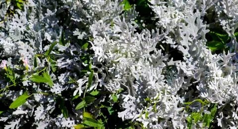 White moss Stockfoto's