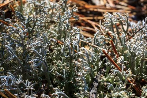White moss at pine forest at summer Stock Photos