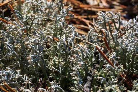 White moss at pine forest at summer Stock Photos