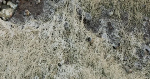 White Mossy in the Beach Stock Footage 320330094