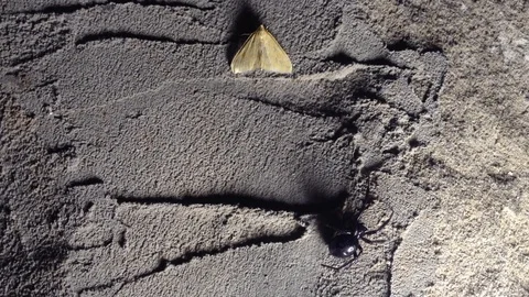 White Moth and Black  Spider Latrodectus tredecimguttatus On The Grey Wall 3 Stock Footage 99369172