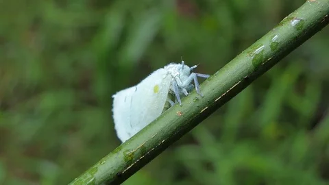 White moth on branch. Video stock 115645107