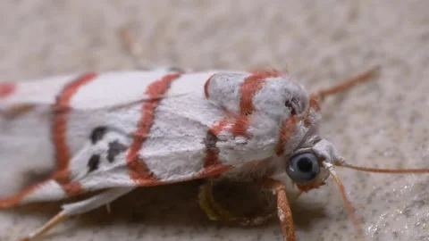 White Moth Closeup Macro. Stock Footage 307263856