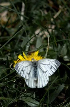 White moth on a dandelion 写真素材