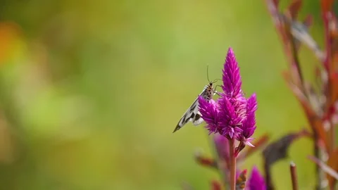 White moth drinking nectar from small flowers in slow motion,swaying in the wind Stock Footage 332106713