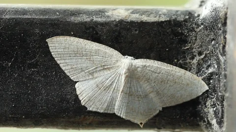 White Moth fly Stock Footage 97376998