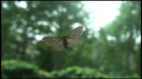 White Moth Video stock 590348
