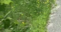 White Moth In Grass HD Footage