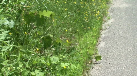 White Moth In Grass Stock Footage