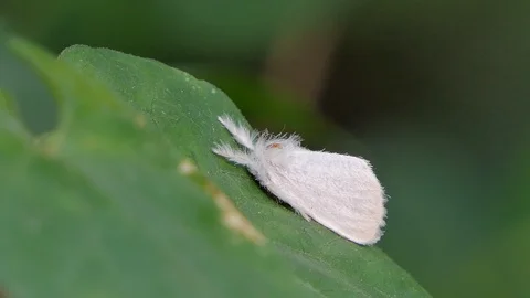 White moth on green leaf. Vídeos de archivo 122584261