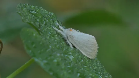 White moth on green leaf. Vídeos de archivo 122584268