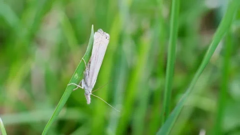 White Moth Hanging on Grass Blade Before Flying Away Macro Video Vidéo 339800094