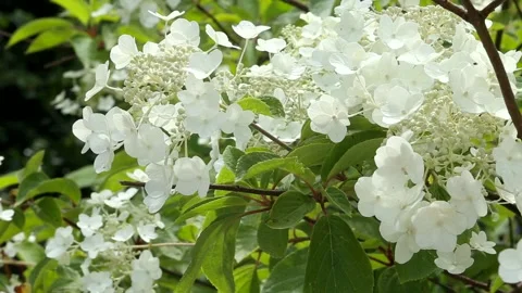 White moth hydrangea Stock Footage 157020057