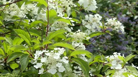 White moth hydrangea Stock Footage 157020062