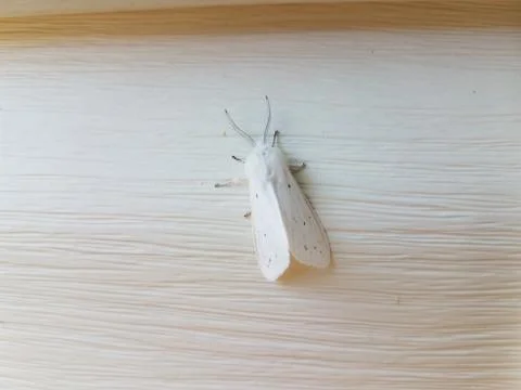 White moth insect with wings on white house siding Stock Photos
