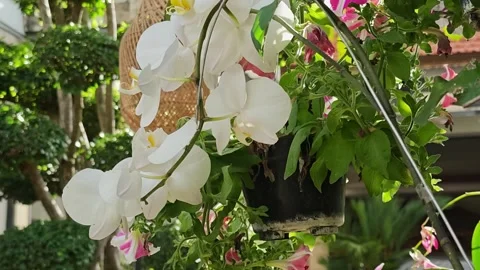 White Moth Orchid Blooming in Hanging Basket Pot Garden Stock-Footage 343138195