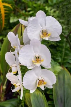 White Moth Orchids Stock Photos