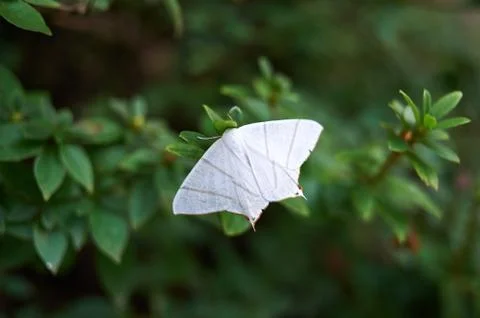 White moth Stock Photos