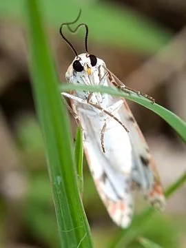 White moth Stock Photos