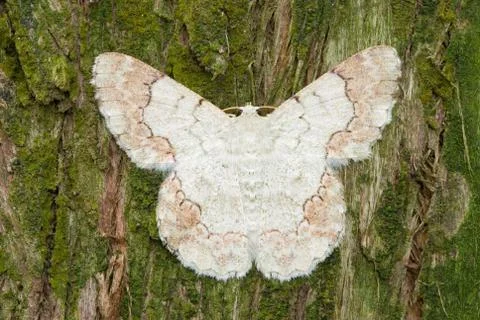 White moth on pine tree background Foto stock