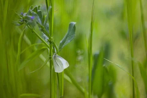White moth sits on the grass Stock Photos