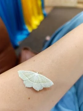 A white moth sitting on a person's arm Stock-Fotos