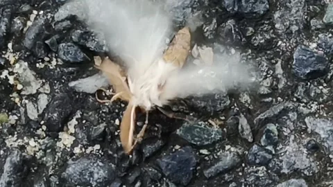 A white moth trembles on a stone pavement Stock Footage 236256570