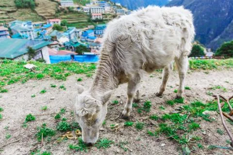 White mountain calf Foto stock