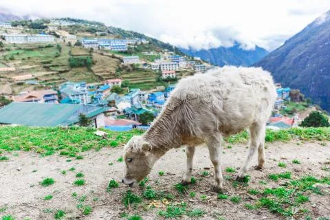 White mountain calf Stock Photos